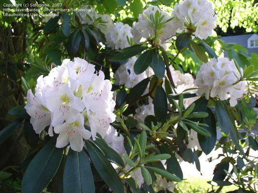 Rhododendron Album - View 10 from www redcrocus com