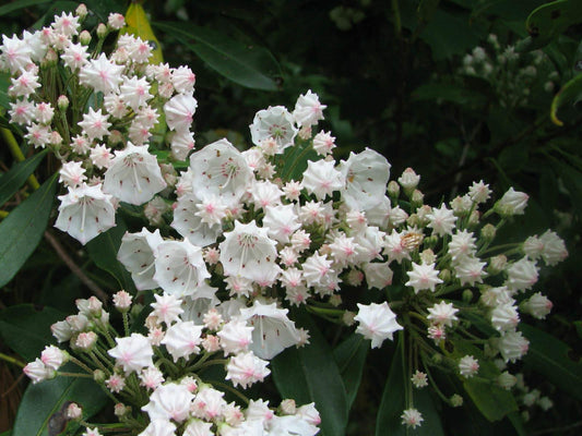 Kalmia Latifolia - View 1 from www redcrocus com