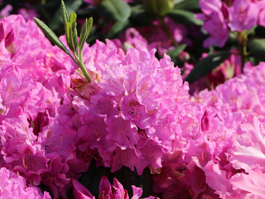 Rhododendron Roseum Pink - View 1 from www redcrocus com