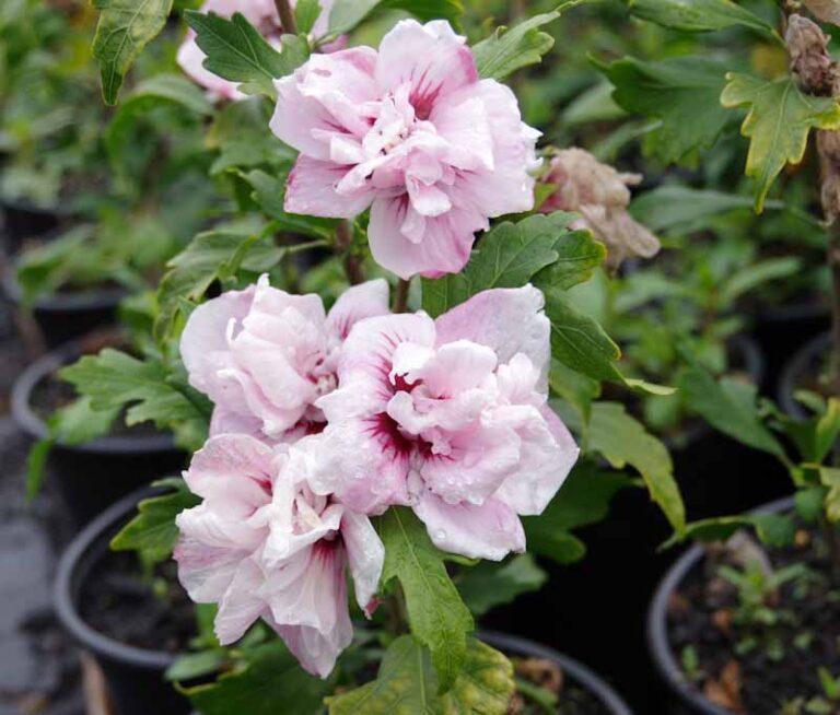 Hibiscus Syriacus Blushing Bride - View 5 from www redcrocus com