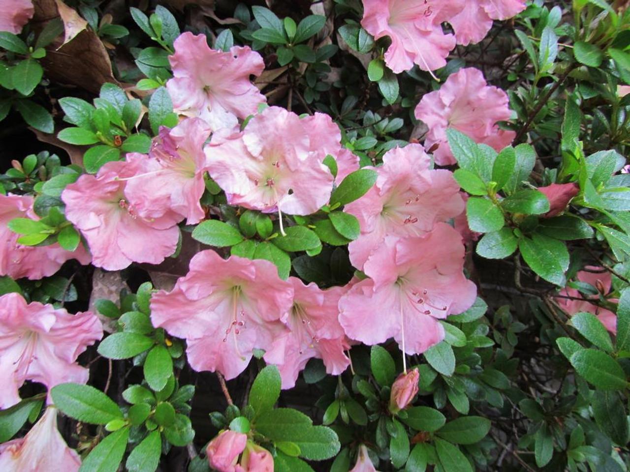 Azalea Kaempo - View 10 from www redcrocus com