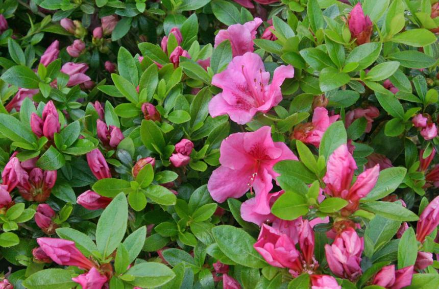 Azalea Kaempo - View 11 from www redcrocus com