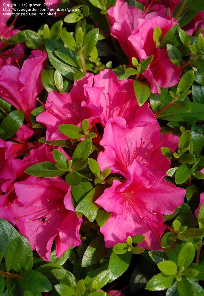 Azalea Kaempo - View 1 from www redcrocus com
