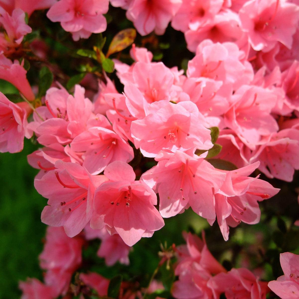 Azalea Kaempo - View 2 from www redcrocus com