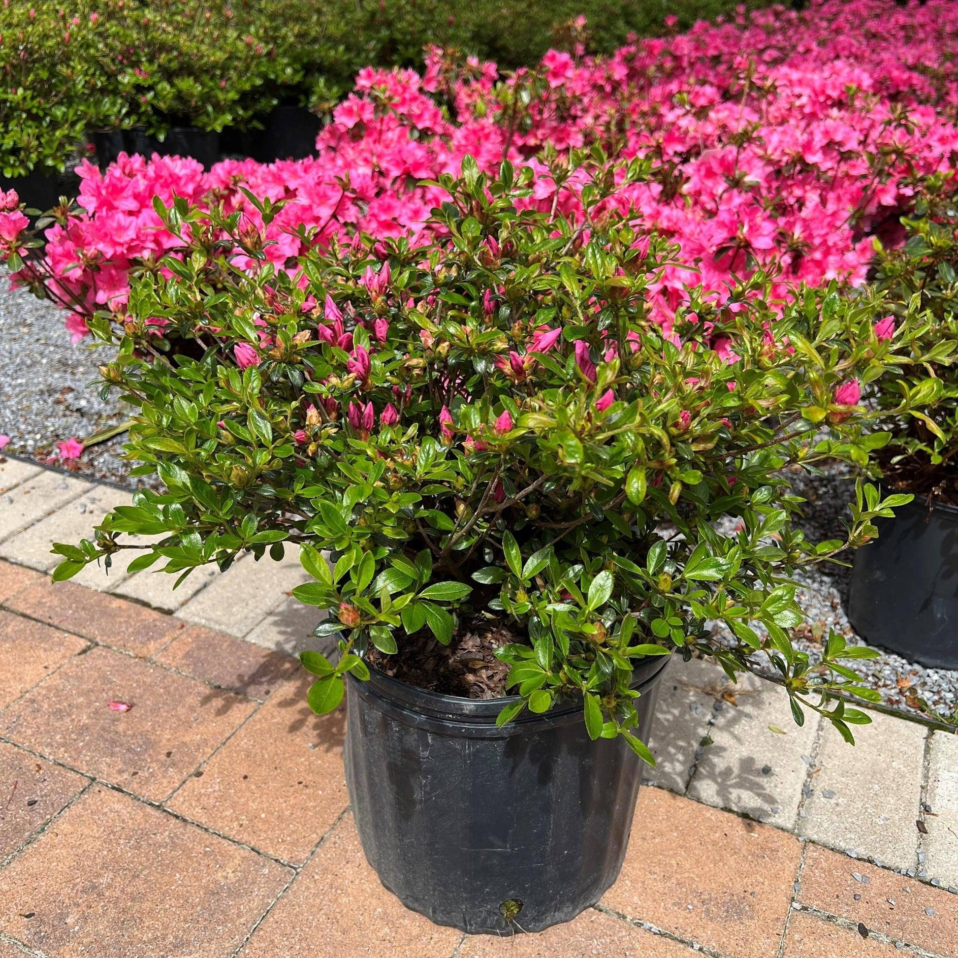 Azalea Kaempo - View 3 from www redcrocus com
