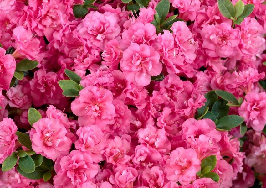 Azalea Kaempo - View 4 from www redcrocus com