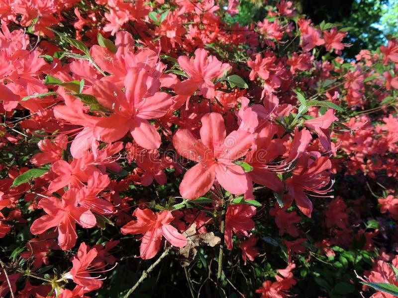Azalea Kaempo - View 5 from www redcrocus com