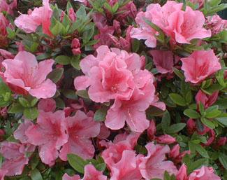 Azalea Kaempo - View 7 from www redcrocus com