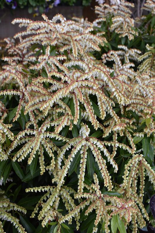 Pieris Floribunda Brouwer S Beauty - View 10 from www redcrocus com