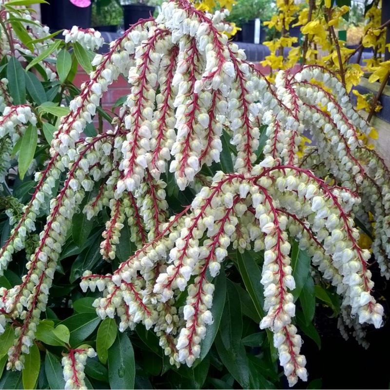 Pieris Floribunda Brouwer S Beauty - View 16 from www redcrocus com