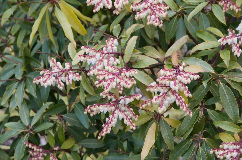 Pieris Floribunda Brouwer S Beauty - View 4 from www redcrocus com