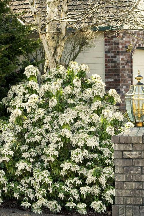 Pieris Floribunda Brouwer S Beauty - View 5 from www redcrocus com