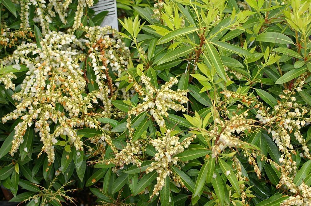 Pieris Floribunda Brouwer S Beauty - View 9 from www redcrocus com