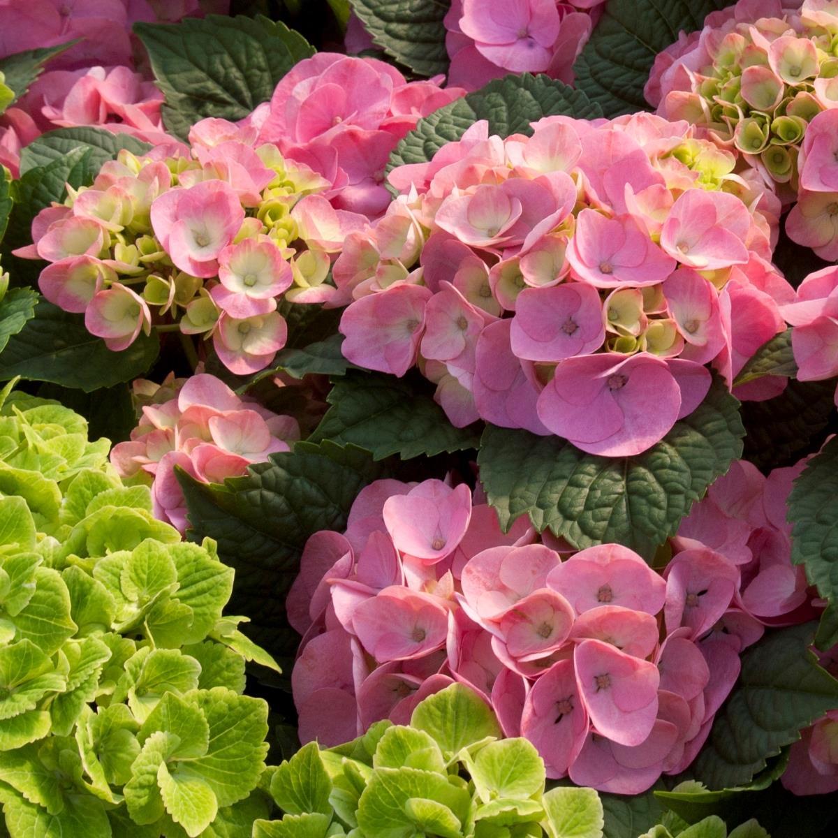 Hydrangea Macrophylla Endless Summer - View 19 from www redcrocus com