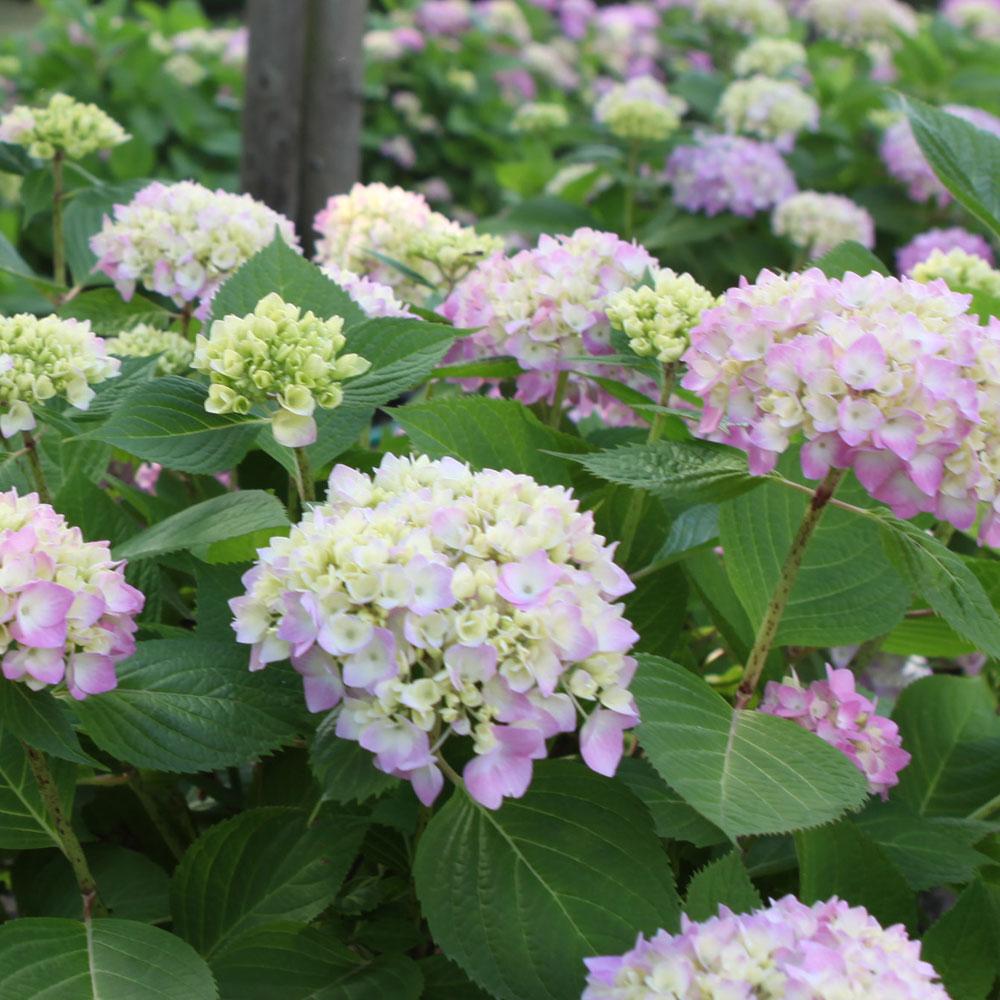 Hydrangea Macrophylla Endless Summer - View 1 from www redcrocus com