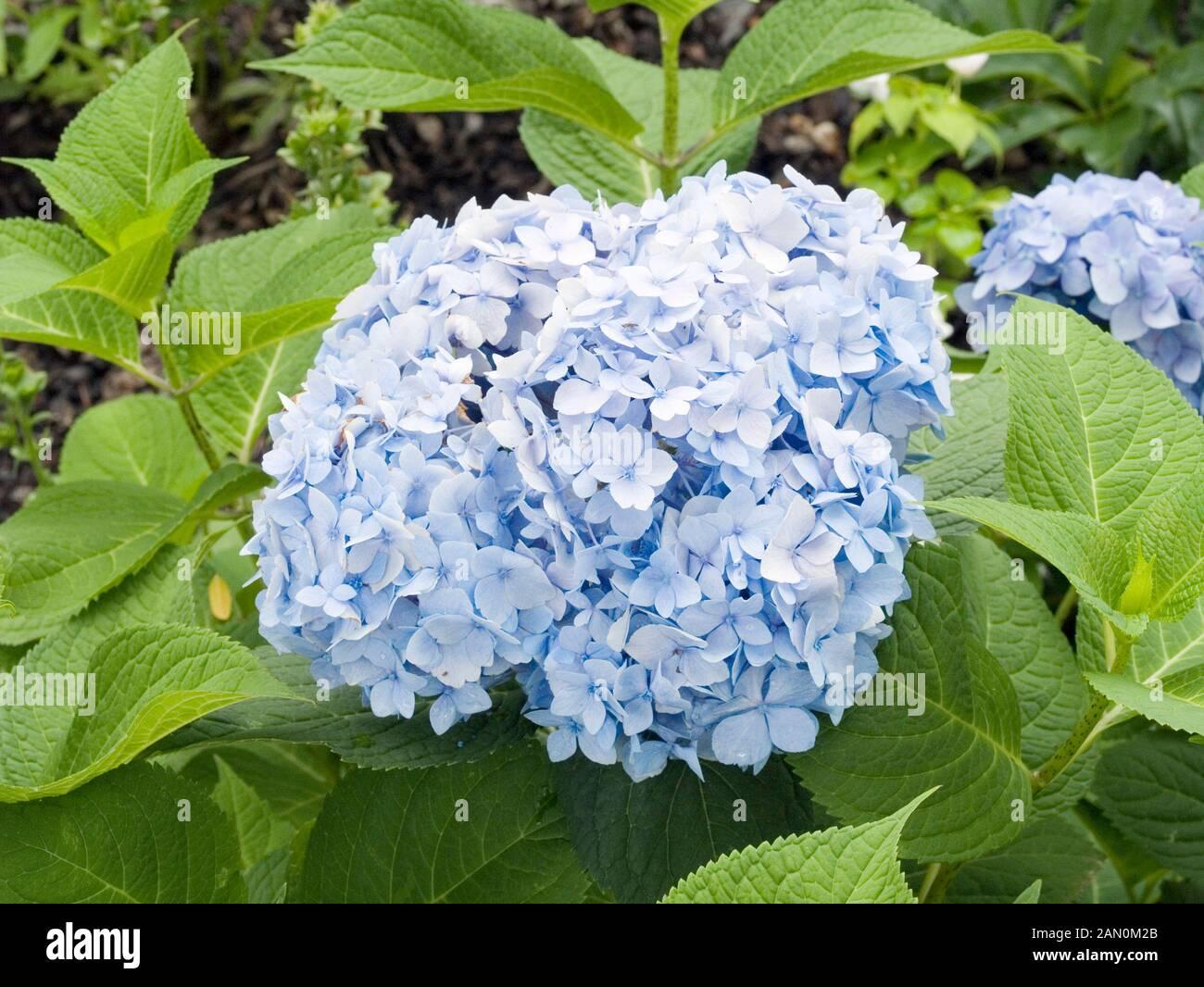 Hydrangea Macrophylla Endless Summer - View 9 from www redcrocus com