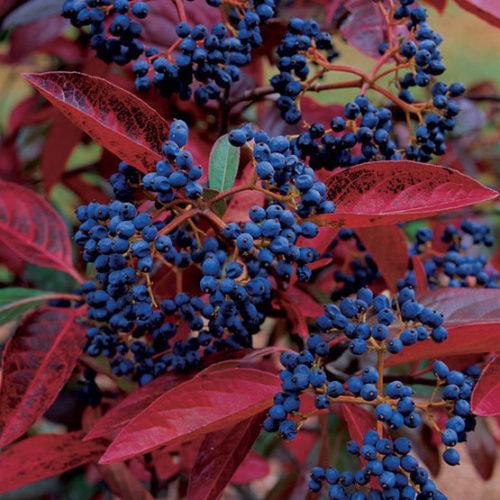Viburnum Nudum 'winterthur' - View 12 from www redcrocus com