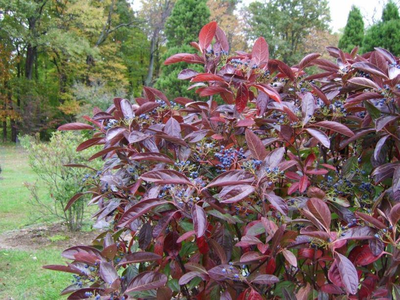 Viburnum Nudum 'winterthur' - View 16 from www redcrocus com