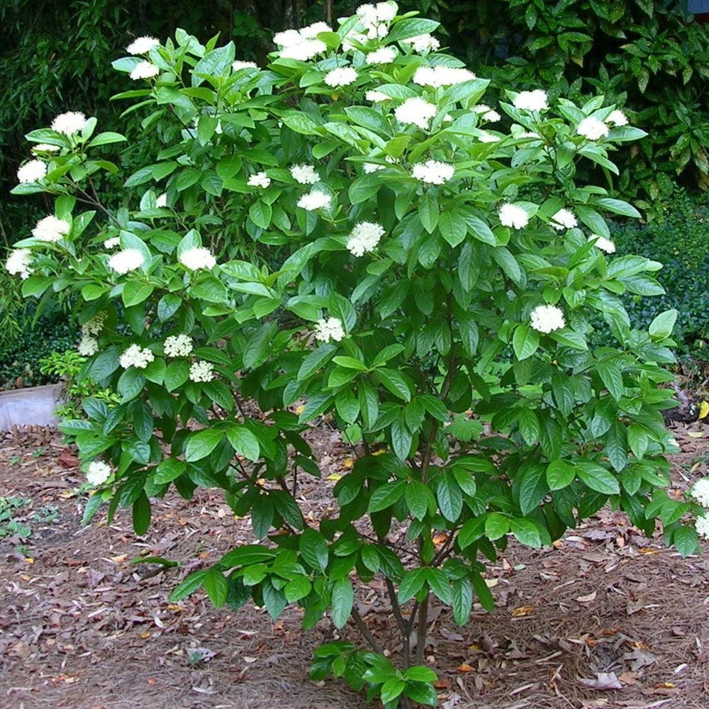 Viburnum Nudum 'winterthur' - View 17 from www redcrocus com