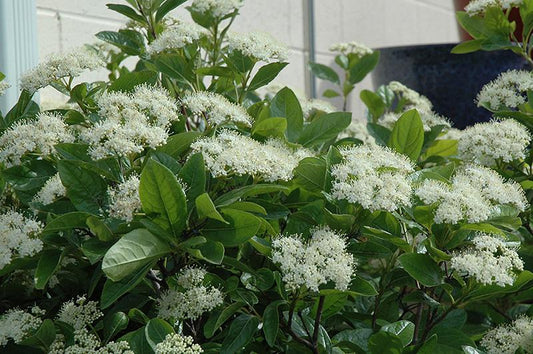 Viburnum Nudum 'winterthur' - View 1 from www redcrocus com