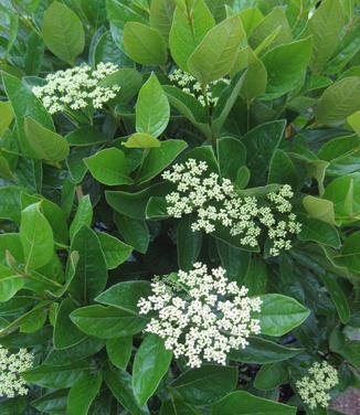 Viburnum Nudum 'winterthur' - View 23 from www redcrocus com