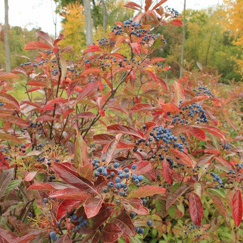 Viburnum Nudum 'winterthur' - View 28 from www redcrocus com