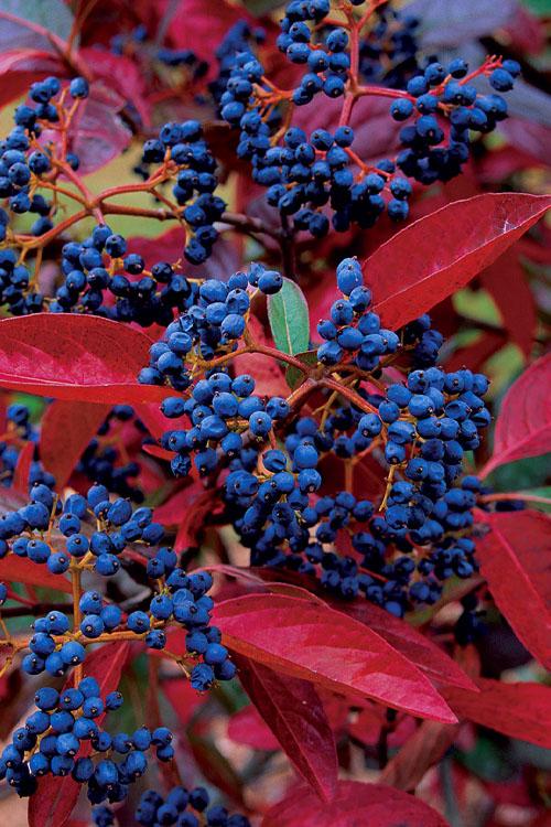 Viburnum Nudum 'winterthur' - View 31 from www redcrocus com