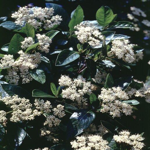 Viburnum Nudum 'winterthur' - View 34 from www redcrocus com