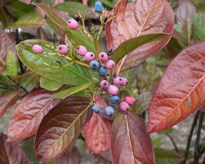 Viburnum Nudum 'winterthur' - View 35 from www redcrocus com