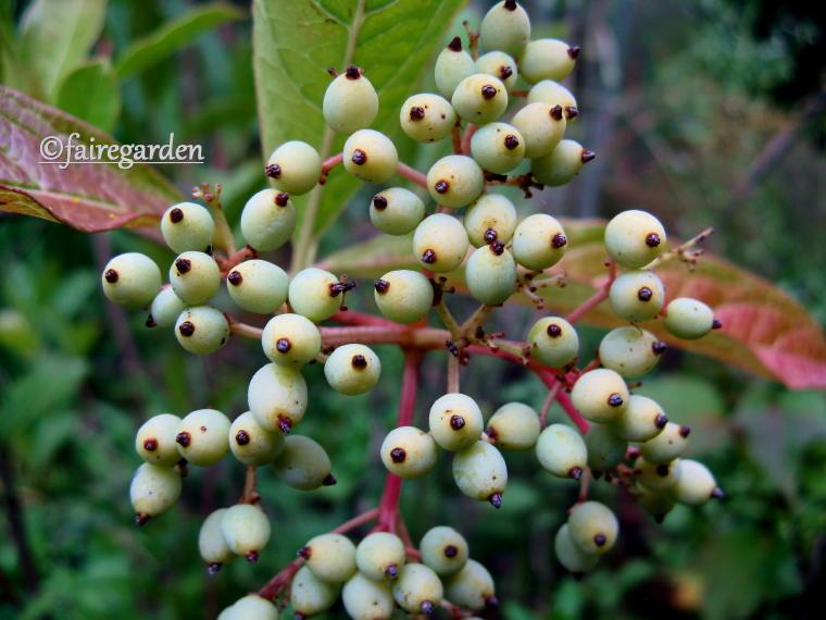Viburnum Nudum 'winterthur' - View 37 from www redcrocus com