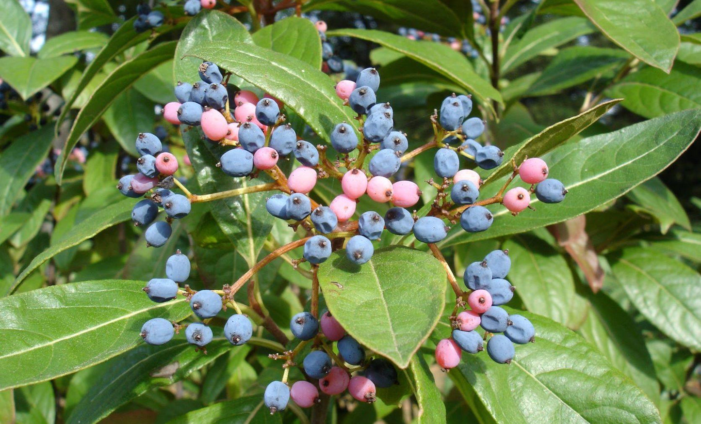Viburnum Nudum 'winterthur' - View 39 from www redcrocus com
