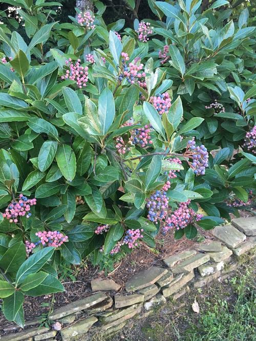 Viburnum Nudum 'winterthur' - View 8 from www redcrocus com