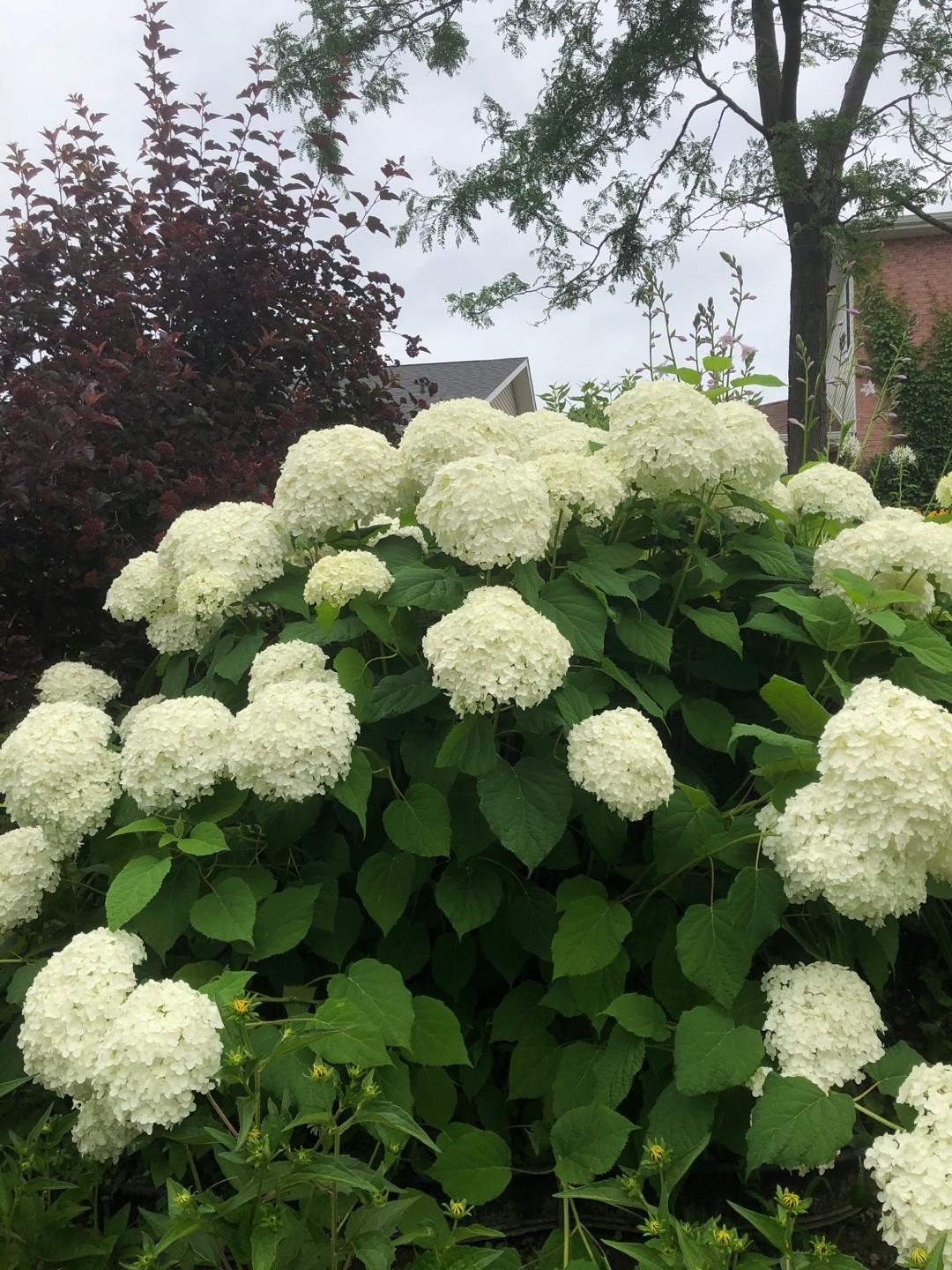 Hydrangea Arborescens Annabelle - View 17 from www redcrocus com