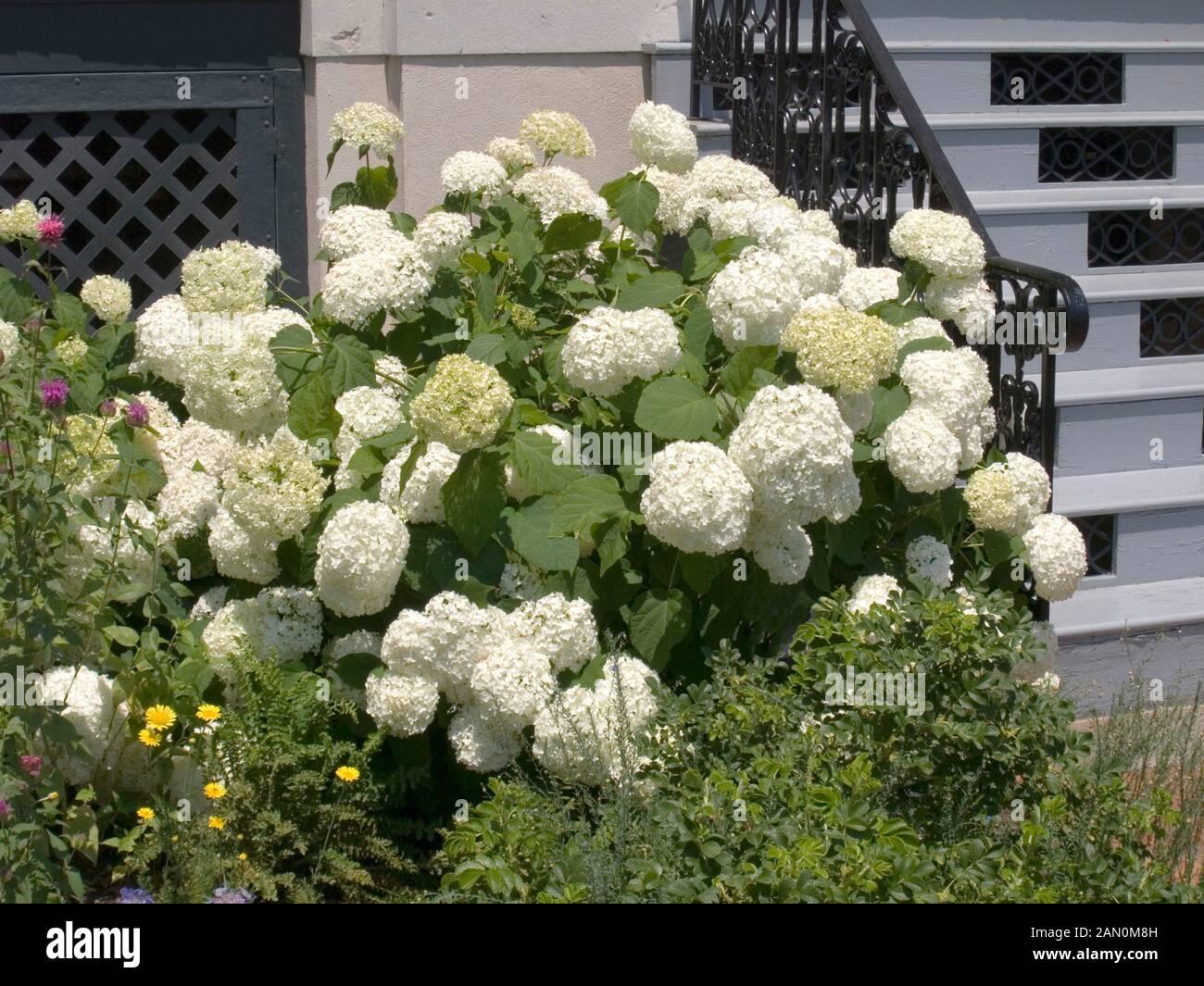 Hydrangea Arborescens Annabelle - View 18 from www redcrocus com