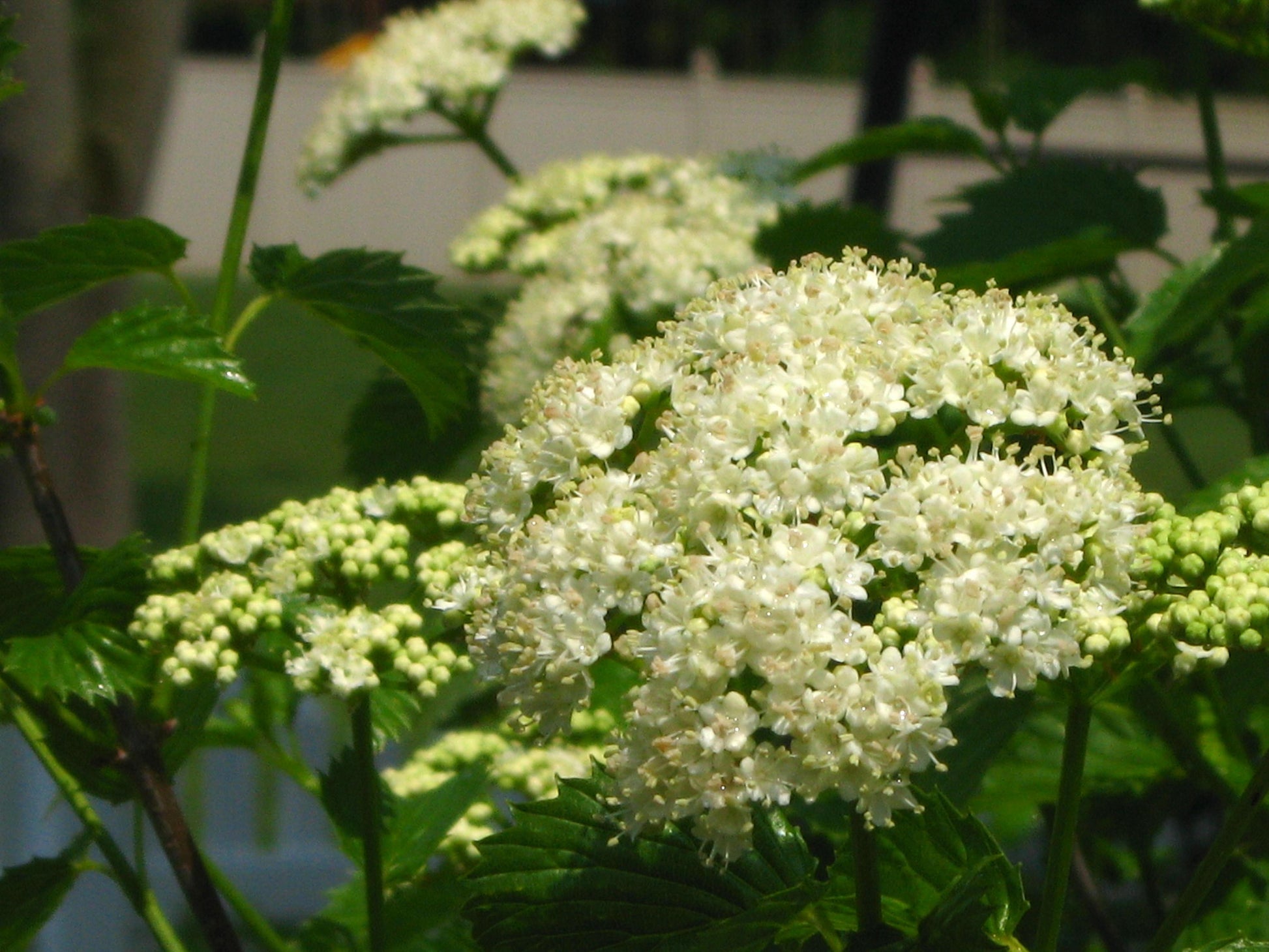 Viburnum Dentatum - View 18 from www redcrocus com