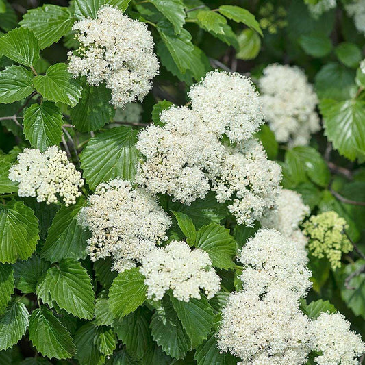 Viburnum Dentatum - View 1 from www redcrocus com