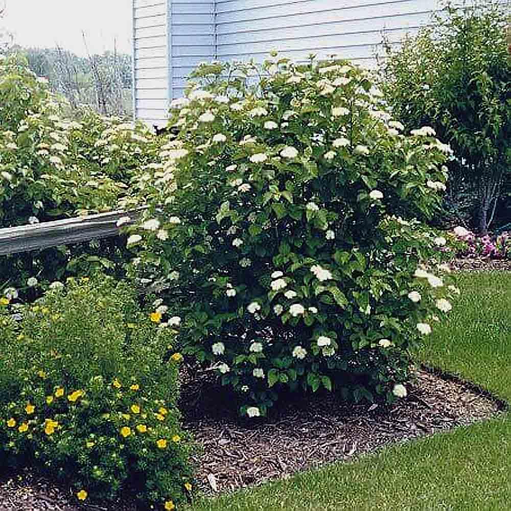 Viburnum Dentatum - View 2 from www redcrocus com