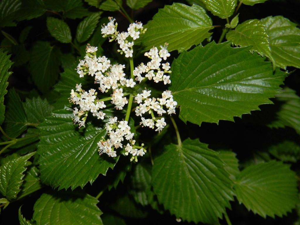 Viburnum Dentatum - View 8 from www redcrocus com