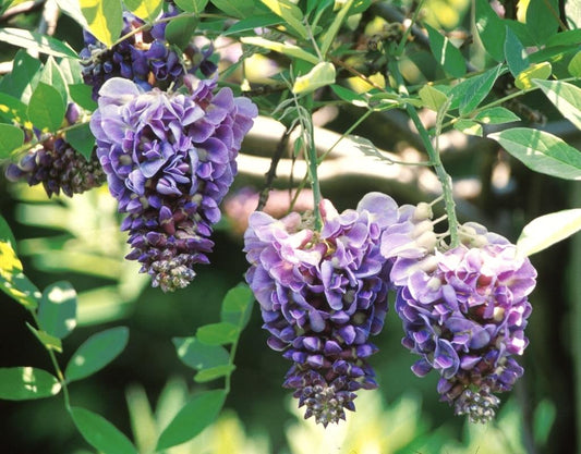 Wisteria Frutescens Amethyst Falls Staked - View 1 from www redcrocus com