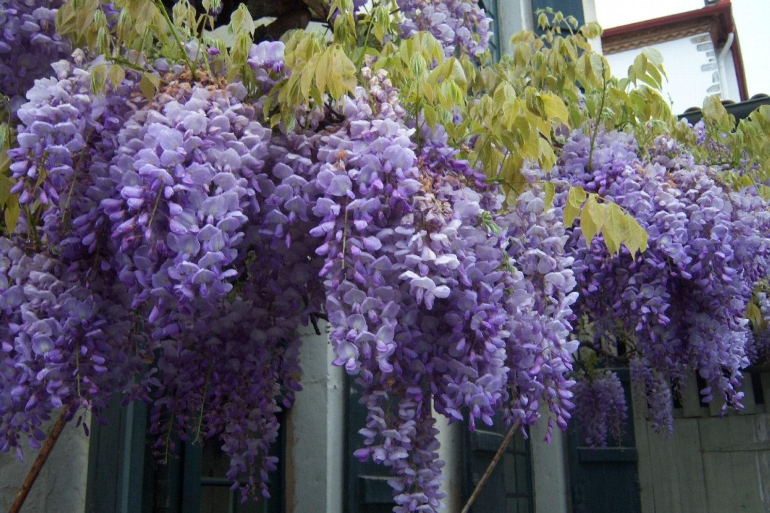 Wisteria Frutescens Amethyst Falls Staked - View 7 from www redcrocus com