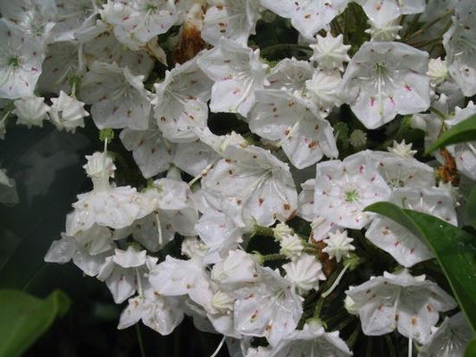 Kalmia Latifolia Snowdrift - View 11 from www redcrocus com