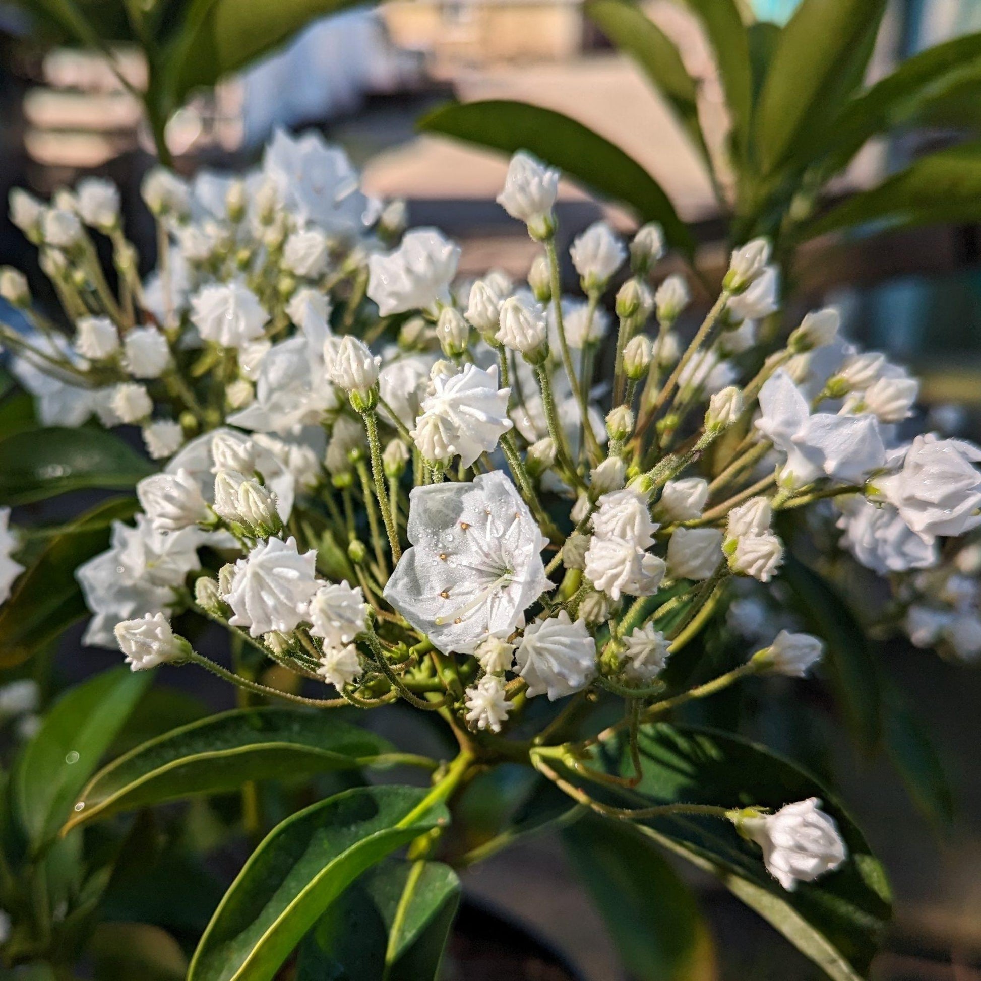 Kalmia Latifolia Snowdrift - View 16 from www redcrocus com