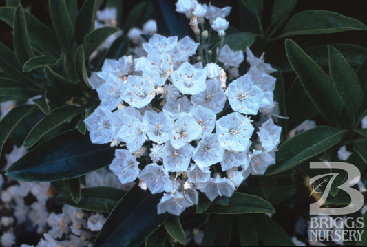 Kalmia Latifolia Snowdrift - View 1 from www redcrocus com