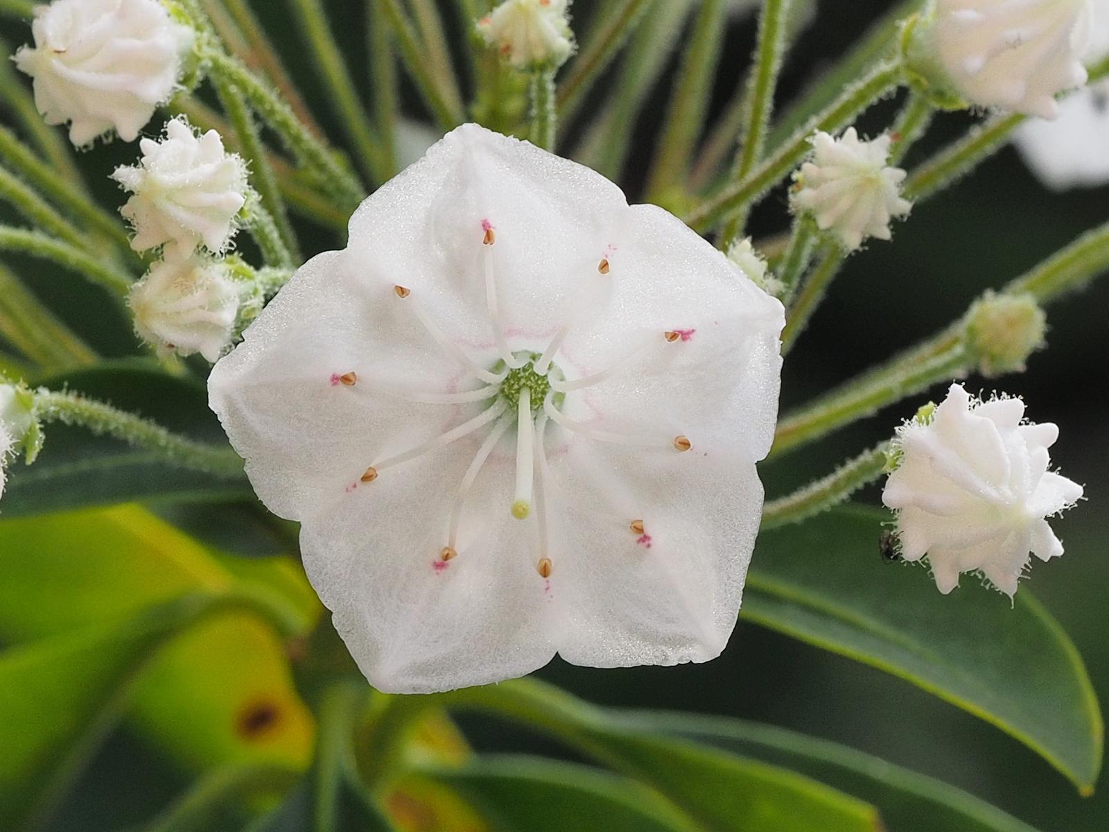 Kalmia Latifolia Snowdrift - View 9 from www redcrocus com