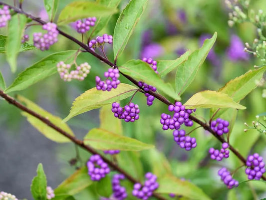 Callicarpa Dichotoma Early Amethyst - View 1 from www redcrocus com