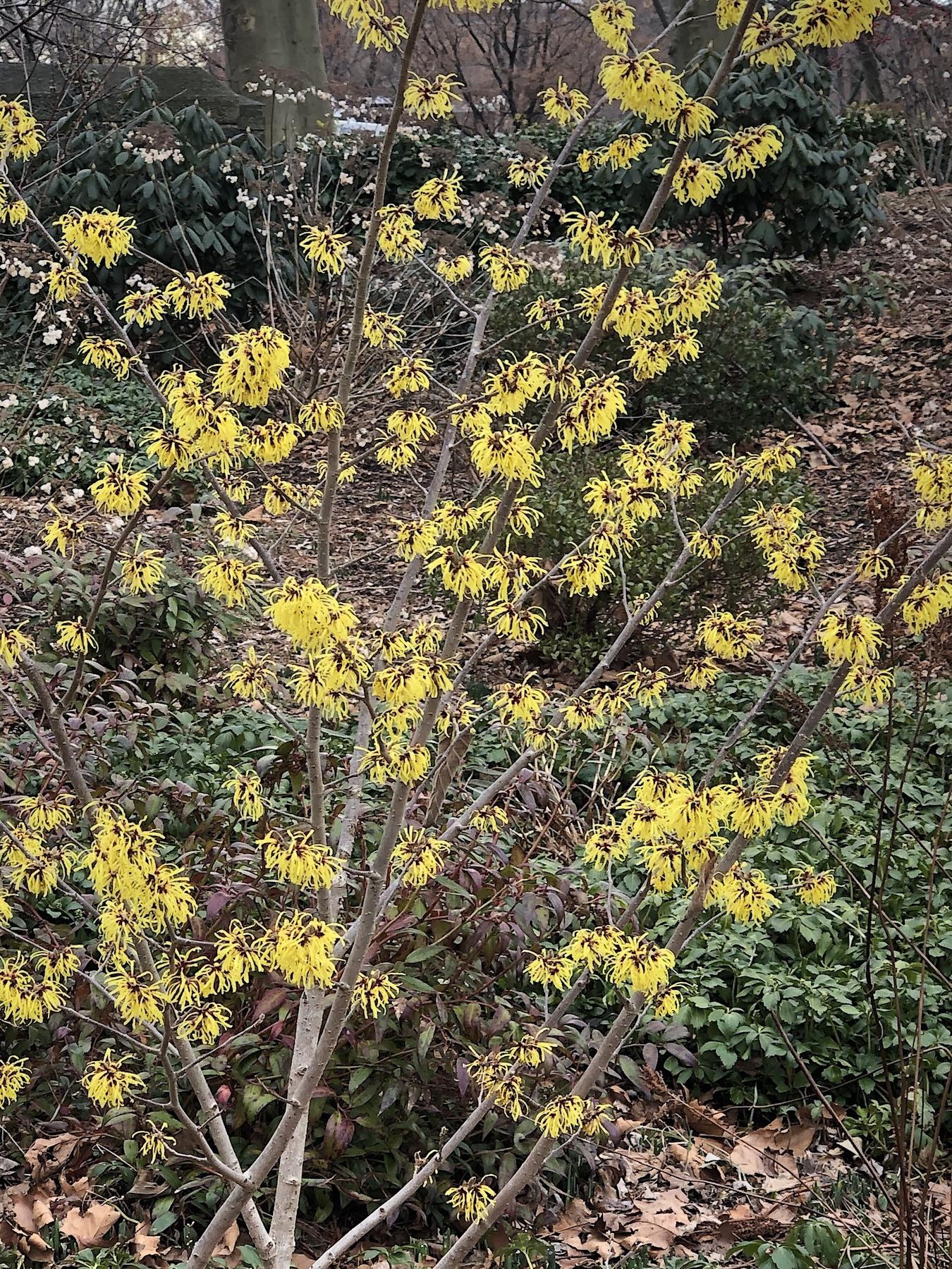 Hamamelis Intermedia Arnold Promise - View 10 from www redcrocus com