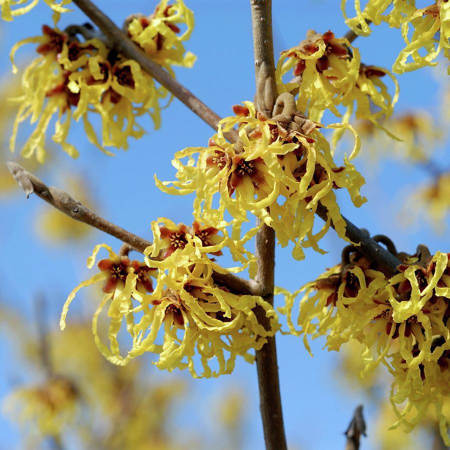 Hamamelis Intermedia Arnold Promise - View 13 from www redcrocus com