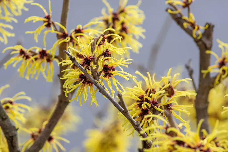 Hamamelis Intermedia Arnold Promise - View 14 from www redcrocus com