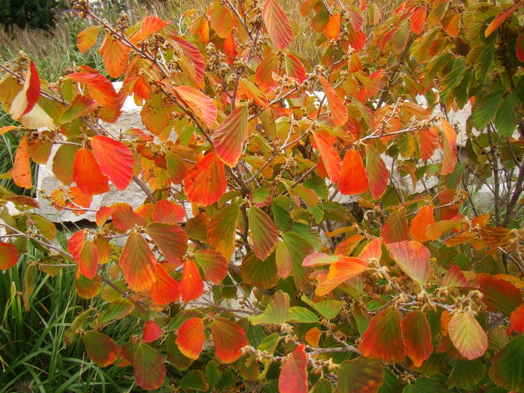 Hamamelis Intermedia Arnold Promise - View 15 from www redcrocus com