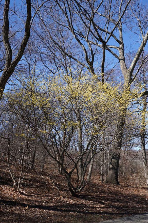 Hamamelis Intermedia Arnold Promise - View 16 from www redcrocus com
